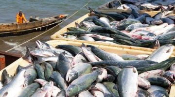 balochistan-s-fisheries-sector-faces-multiple-challenges-1704167486-9882